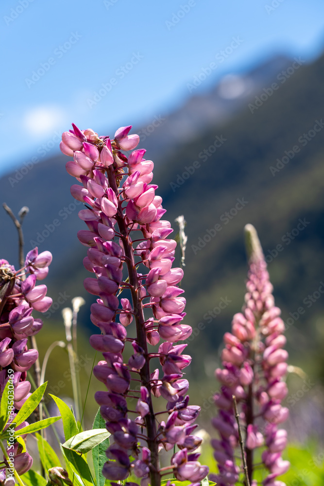 Φωτογραφία The lupins technically bloom from spring to summer (September-February) in New Zealand, however “peak” lupin season in Mackenzie Country is usually from mid-November until just after Christmas