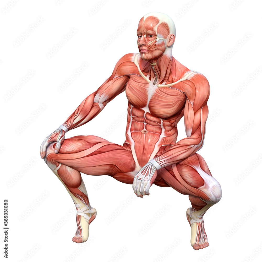 3D Rendering Male Anatomy Figure on White 3D Rendering Male Anatomy Figure on White