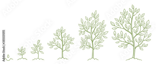 Tree growth stages. Plant development phases. Animation progression. Infographic set. Life cycle. Hand drawn contour vector line sketch.