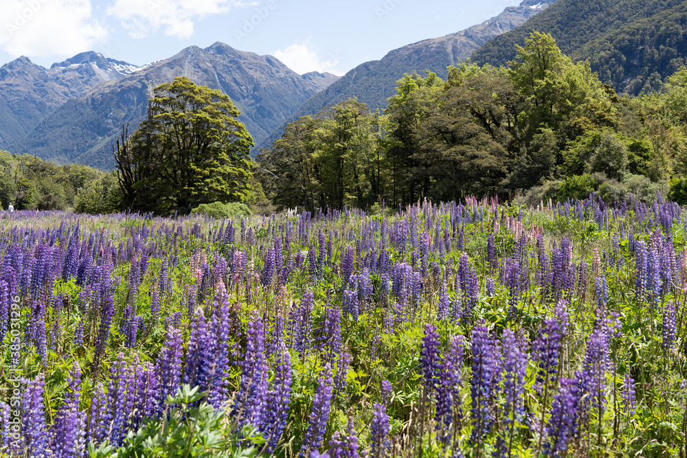 Φωτογραφία The lupins technically bloom from spring to summer (September-February) in New Zealand, however “peak” lupin season in Mackenzie Country is usually from mid-November until just after Christmas