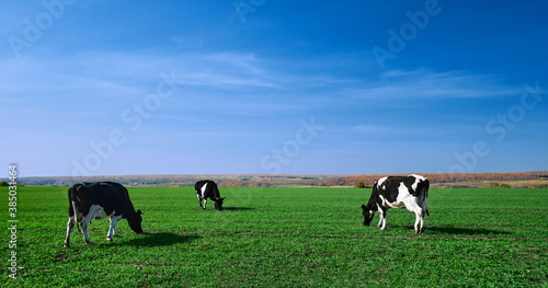 Cows on a green field. Herd of cows at summer green field. Image with space for text.