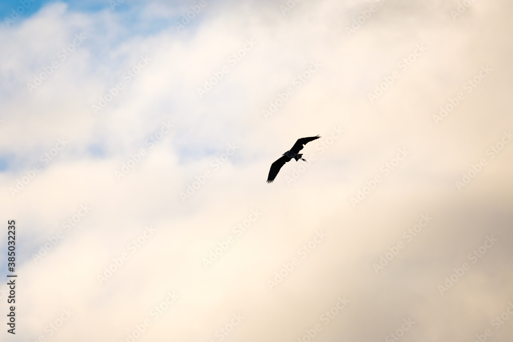 Naklejka premium Heron flying in a blue sky with clouds at sunset