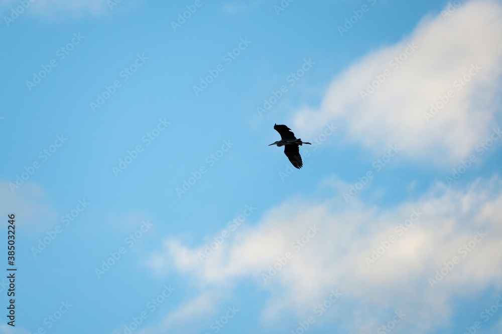 Heron flying in a blue sky with clouds Heron flying in a blue sky with clouds