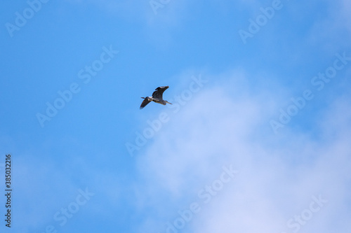 Heron flying in a blue sky with clouds