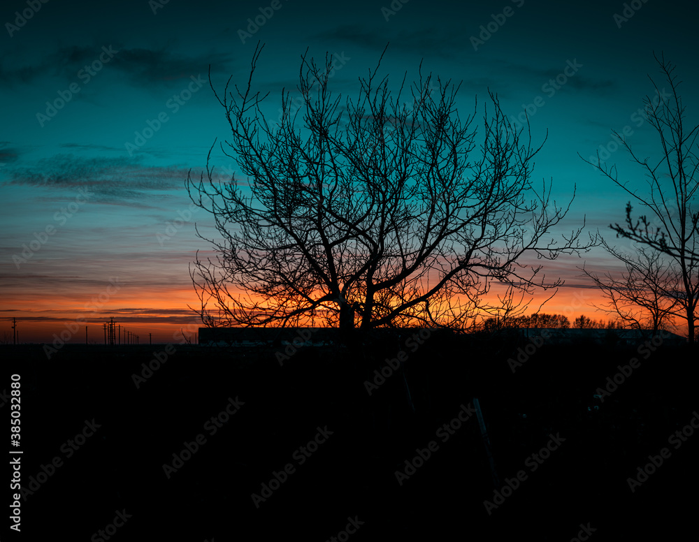 sunset in the field with a tree in the middle
