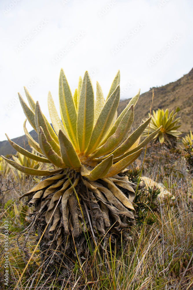 Espeletia Frailejón Espeletia Frailejón