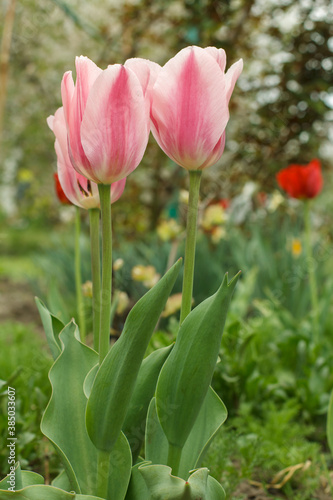 Tulips growing in a garden with green grass on the background.