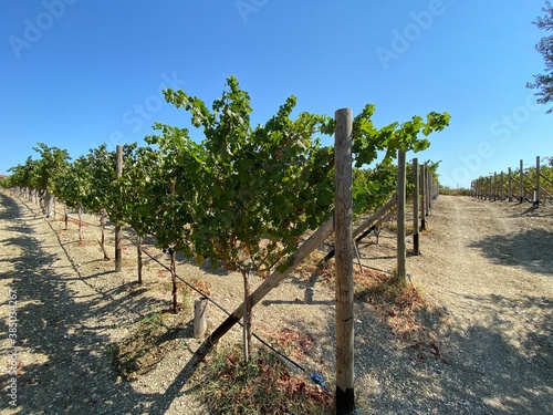 Vineyard in Aegean Sea with olive trees. Vineyard in Datça, Turkey near Aegean Sea. Olive trees and blue sky. Clear and sunny day.