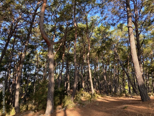 Forest with long grown trees in daylight. Bright sunlight and clean blue skies. Pine forest. 