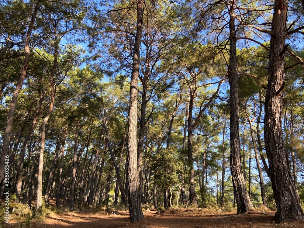 Fototapeta premium Forest with long grown trees in daylight. Bright sunlight and clean blue skies. Pine forest. 