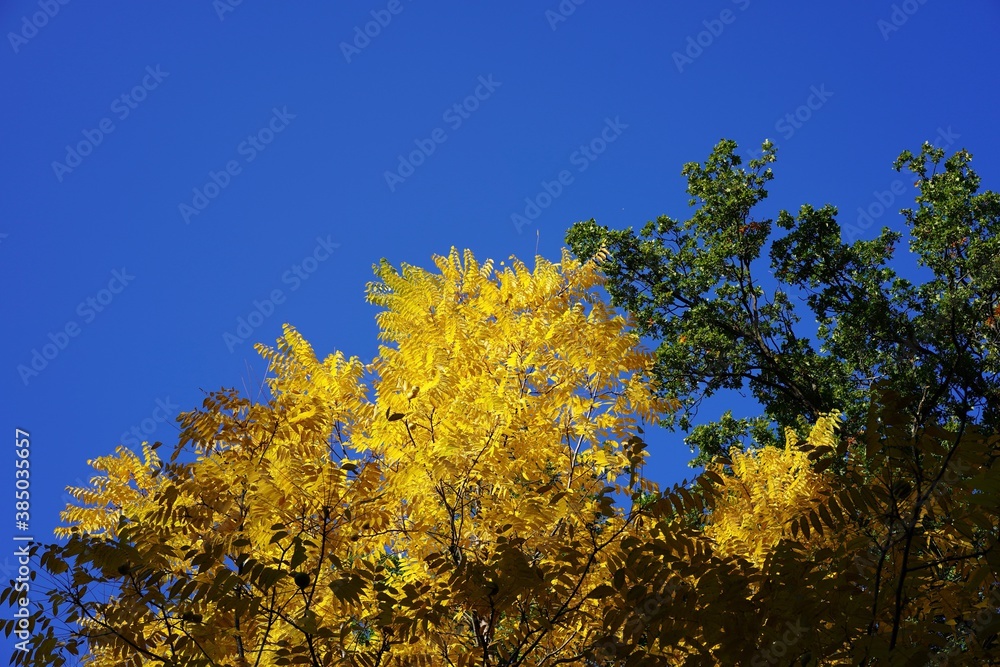 Herbstliche, sonnige Blattlandschaft bei blauem Himmel