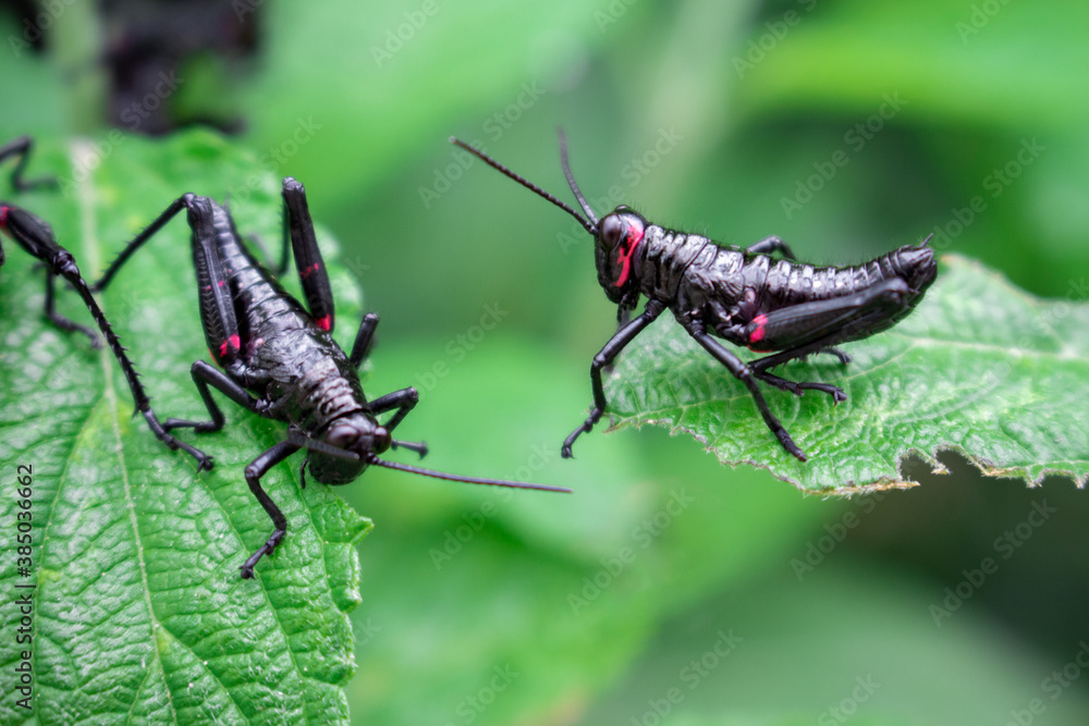 Fototapeta premium black grasshoppers on the ground