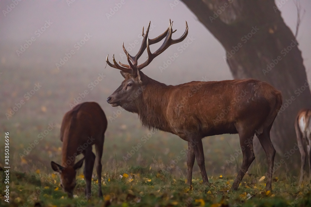 Obraz Deer at rutting season in the forest