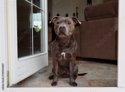 English Staffordshire Bull Terrier Sits Indoors in front of White Door. Blue Staffy Guards in the Living Room and Looks Outside. © nicolecedik