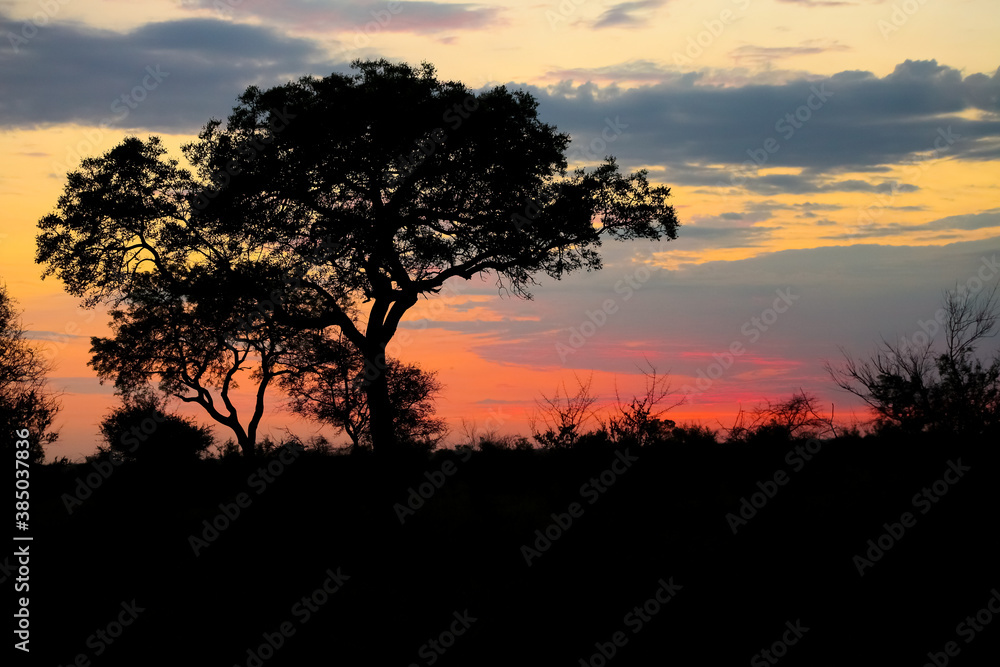 Silhouetted trees at sunset in an African wilderness reserve