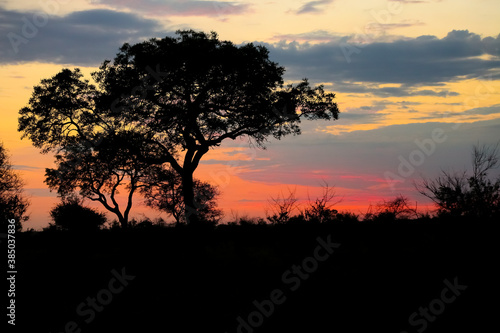 Silhouetted trees at sunset in an African wilderness reserve