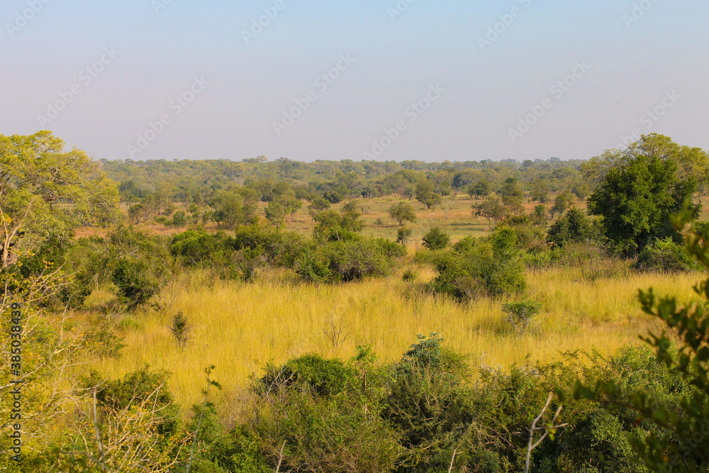 African Savannah grassland and bush in South African wilderness reserve African Savannah grassland and bush in South African wilderness reserve