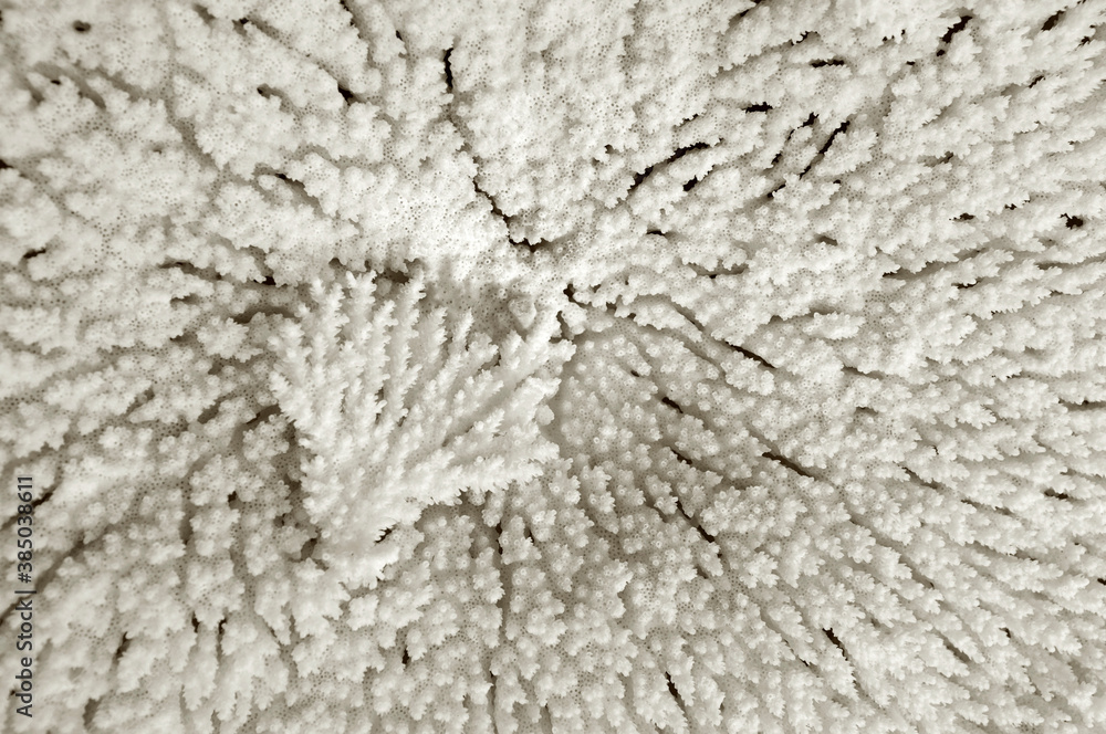 Texture corail Texture corail