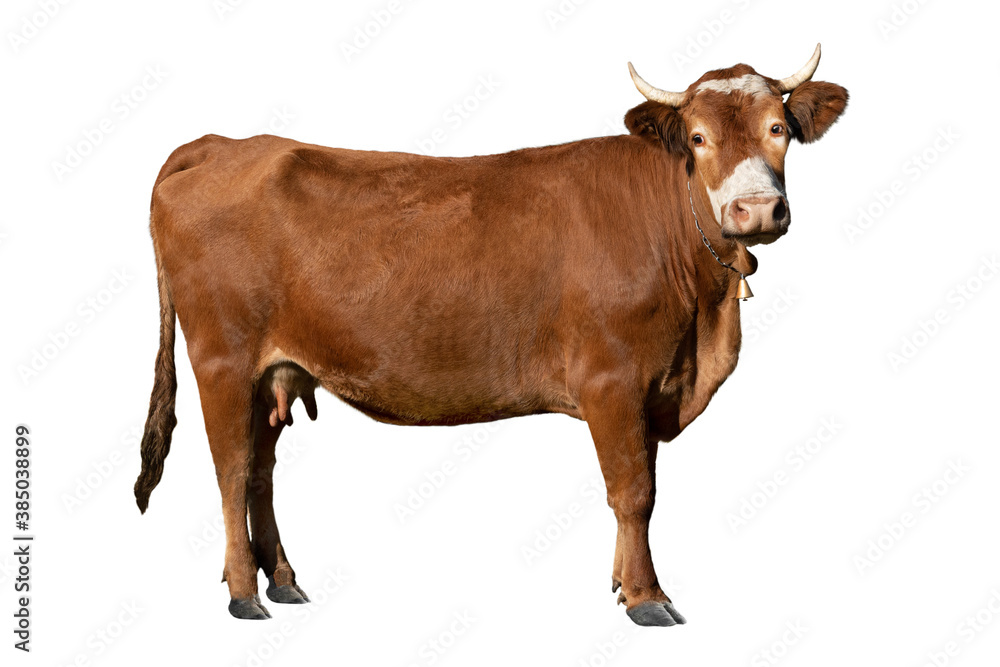 Dreamy cow isolated on white background. Dreamy cow isolated on white background.