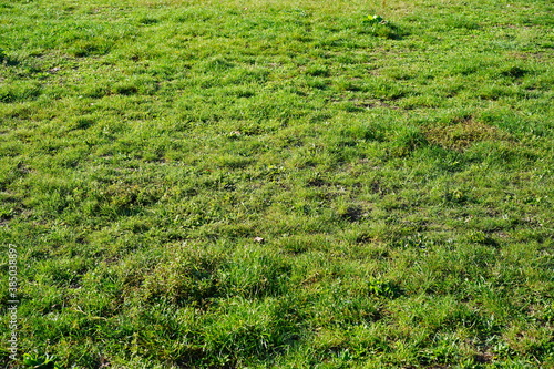 Grüne Grasfläche bei Sonnenschein