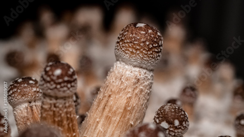 Growing Psychedelic mushrooms