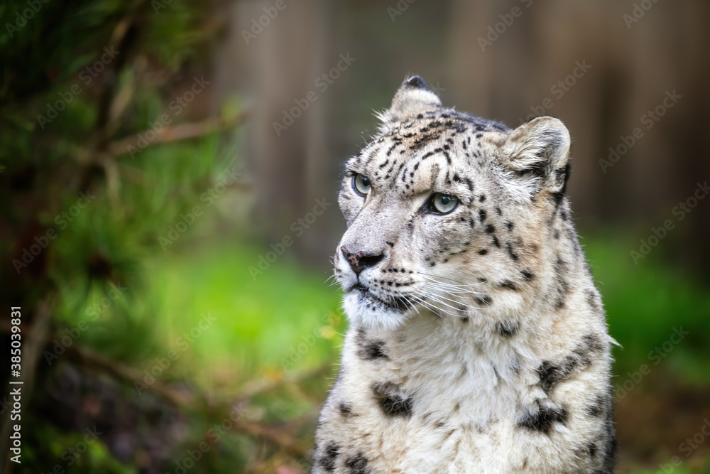 Naklejka premium Portrait of an adult snow leopard with foliage background