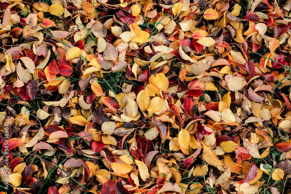 Autumn fallen bright colorful leaves. Seasonal background. The foliage of a pear tree. Selective focus.
