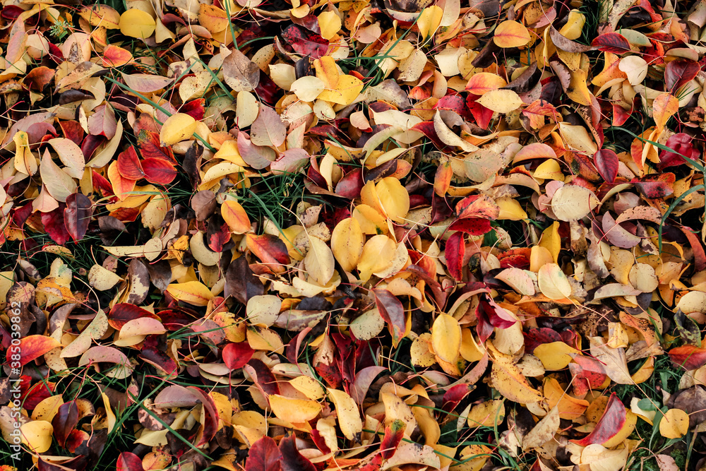 Autumn fallen bright colorful leaves. Seasonal background. The foliage of a pear tree. Selective focus. Autumn fallen bright colorful leaves. Seasonal background. The foliage of a pear tree. Selective focus.
