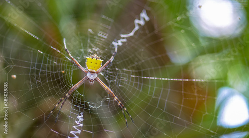 Golden Orb Weaver Spider with horns on back and strange web