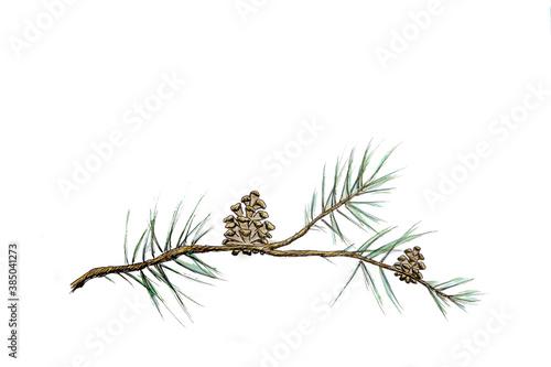 Twig of conifer