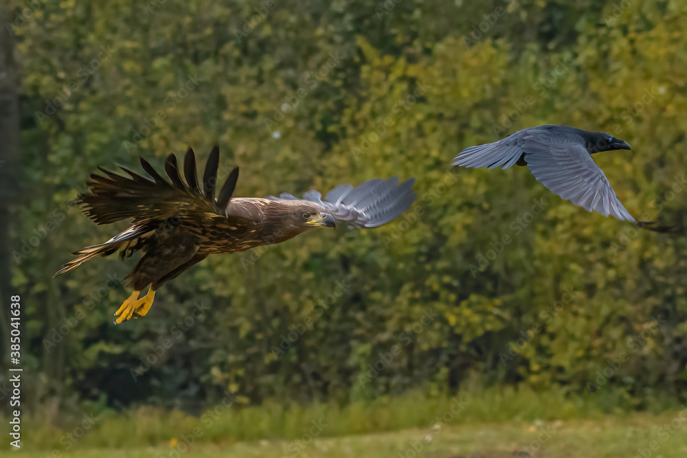 Fototapeta premium White Tailed Eagle (Haliaeetus albicilla) in flight. Also known as the ern, erne, gray eagle, Eurasian sea eagle and white-tailed sea-eagle. Wings Spread. Poland, Europe. Birds of prey.