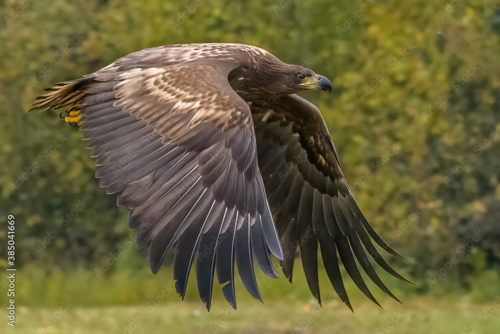 White Tailed Eagle Haliaeetus Albicilla In Flight Also Known As The 