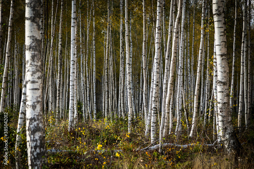 Birkenwald in Schweden