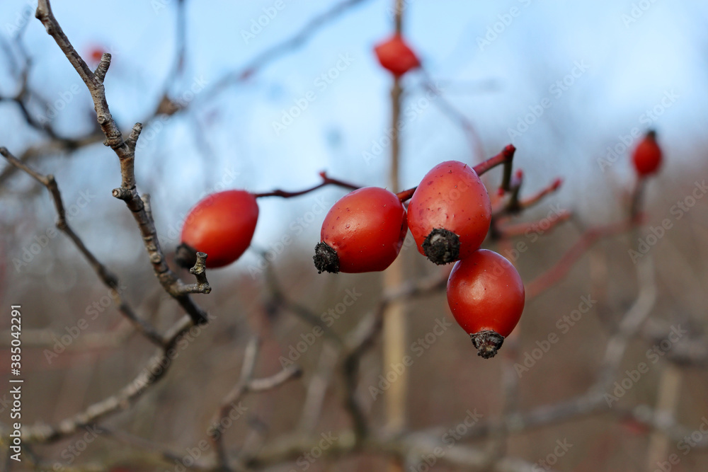 Rosehip berries on bush growing in autumn forest. Ripe medicinal fruits of briar, healing plants Rosehip berries on bush growing in autumn forest. Ripe medicinal fruits of briar, healing plants