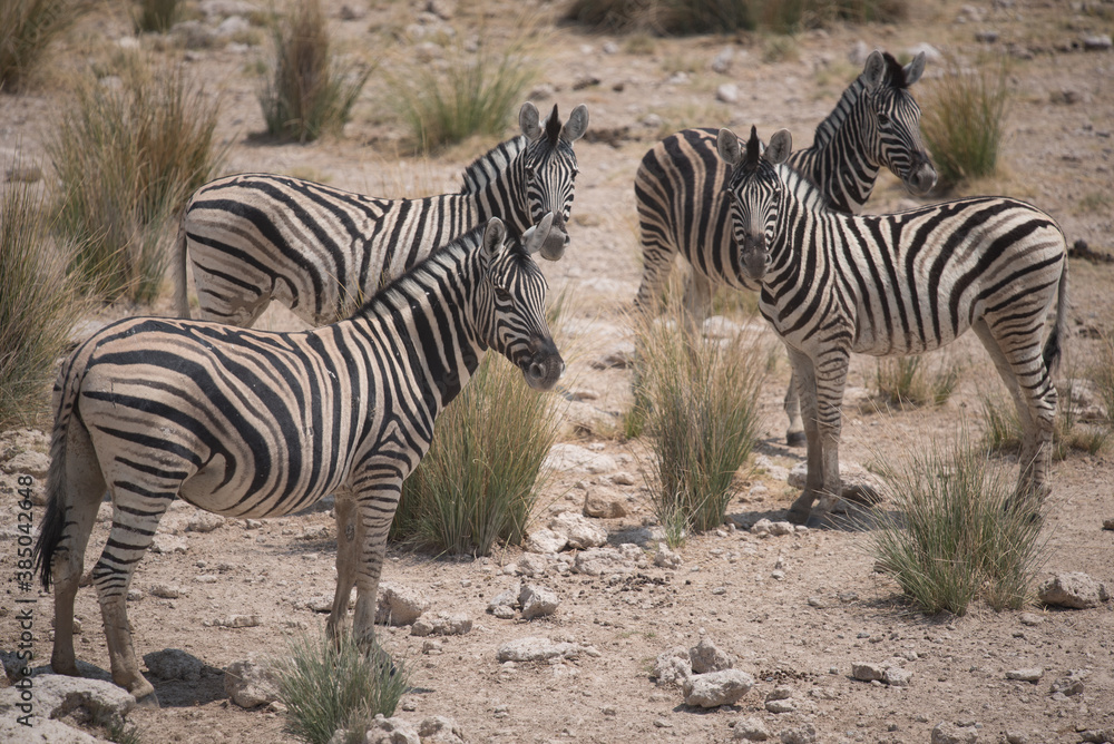 Groupe de zèbres au parc national d'Etosha en Namibie. Groupe de zèbres au parc national d'Etosha en Namibie.