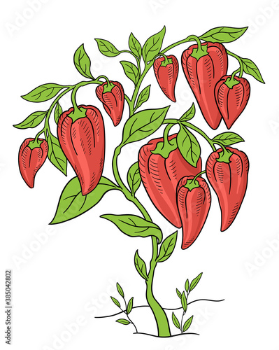 Sweet bell peppers. Vegetable plant. Capsicum annuum. Hand drawn sketch. Rich green leaves. Brightly red colored fruits. Fat bush. Vector illustration.
