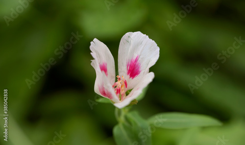 Sommerazalee - Clarkia amoena