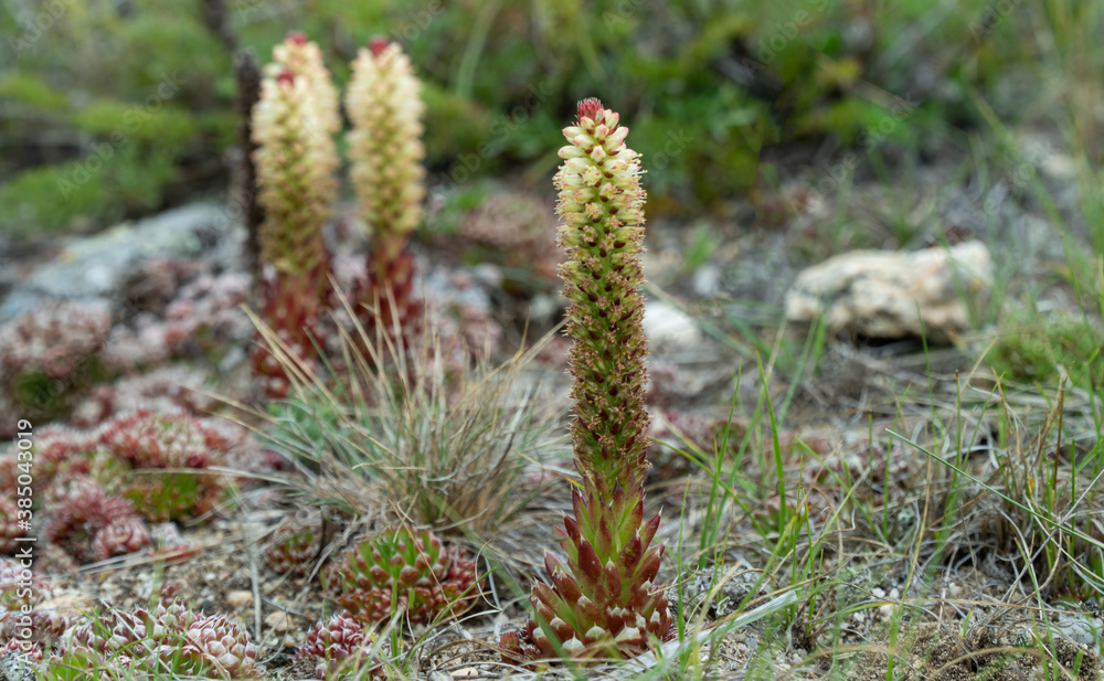 Orostachys spinosa grows on stony surfaces. selective focus. plants of Olkhon island on lake Baikal Orostachys spinosa grows on stony surfaces. selective focus. plants of Olkhon island on lake Baikal