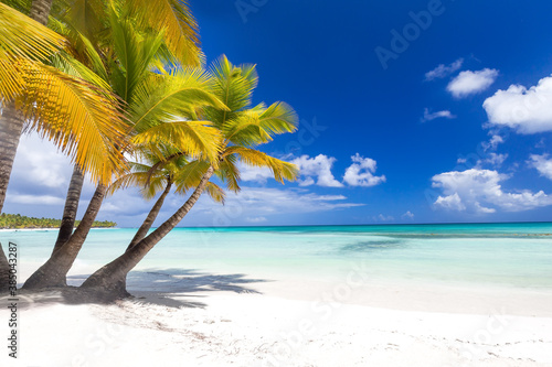 Coconut palm trees on caribbean island Saona