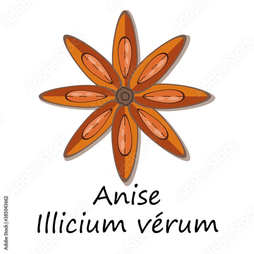 Star anis ( Illicium verum) indian herb for seasoning food. Spice  for aromatherapy. Vector illustration isolated on white background.