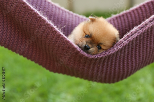 Spitz puppy is in a hammock on a background of grass