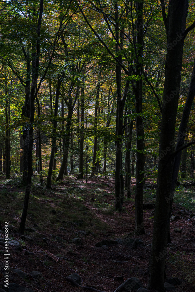 Alberi Alberi