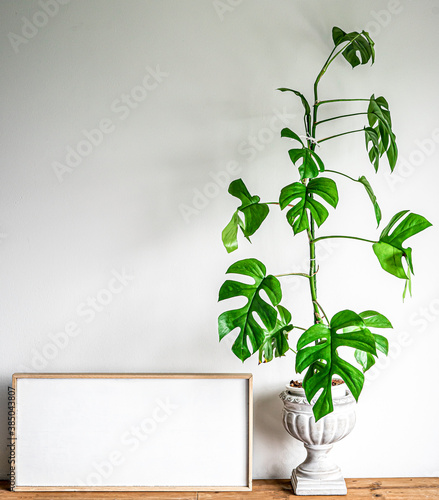 Blank picture frame and Rhaphidophora Tetrasperma or Mini monstera tree, copy space for text, Home decoration.