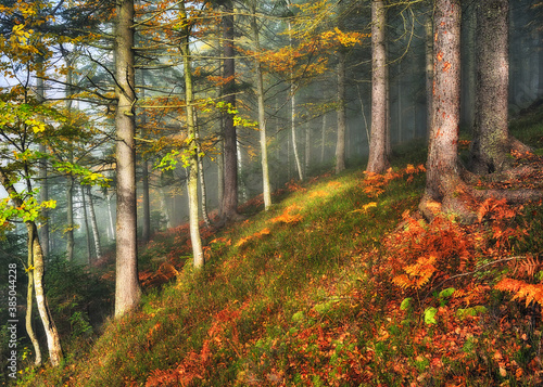 A misty fantastic autumn forest. The beech trees are in a fog