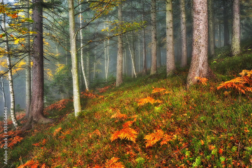A misty fantastic autumn forest. The beech trees are in a fog A misty fantastic autumn forest. The beech trees are in a fog