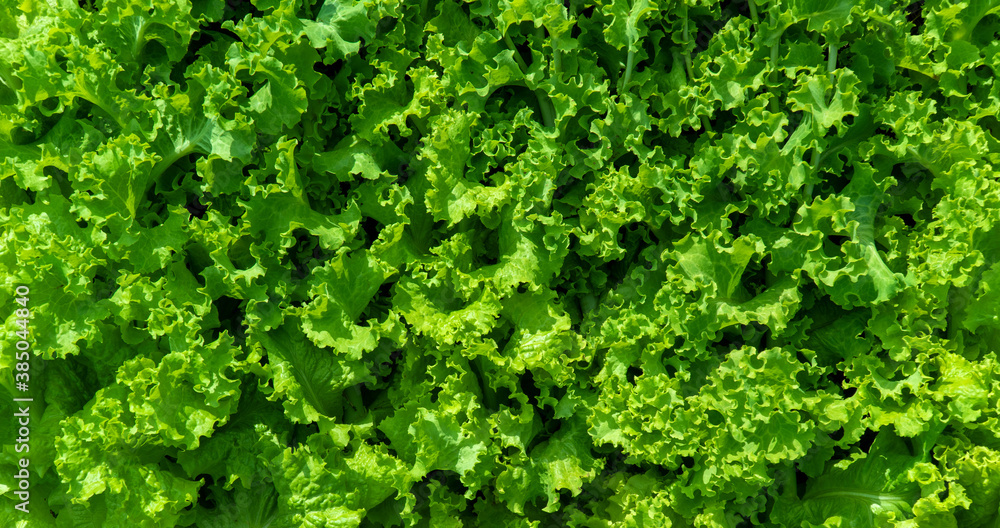 Lactuca sativa. background of salad leaves. Vegetable culture, used as a vitamin green. flat layout, banner
