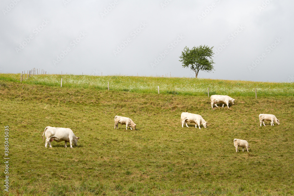 Cows on a field in Alsace France