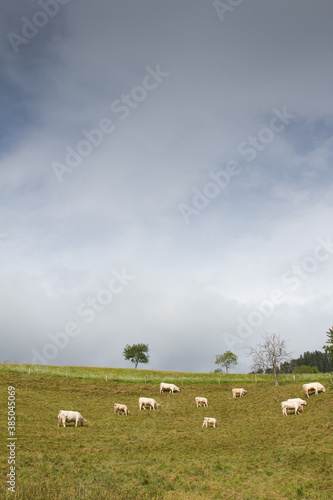 Cows on a field in Alsace France © jeancliclac