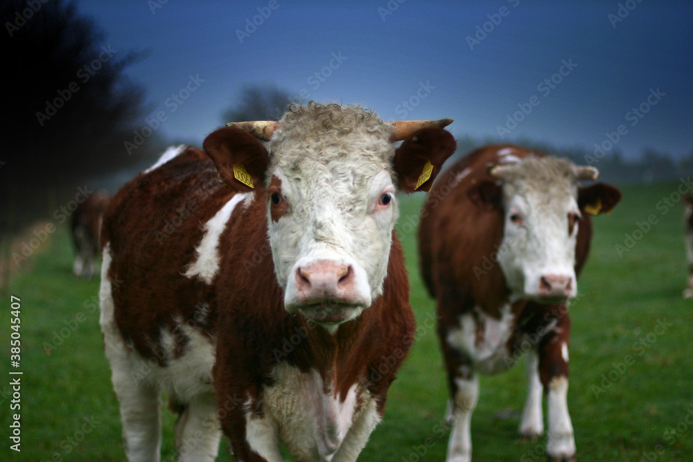 Cows on a field in Denmark Scandinavia