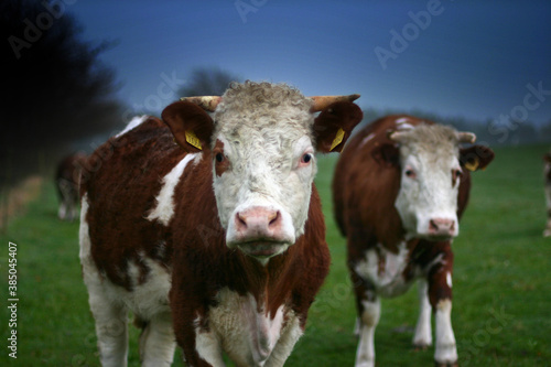 Cows on a field in Denmark Scandinavia © jeancliclac